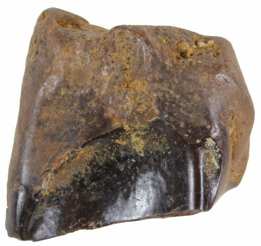 Triceratops Shed Tooth - Montana #41291